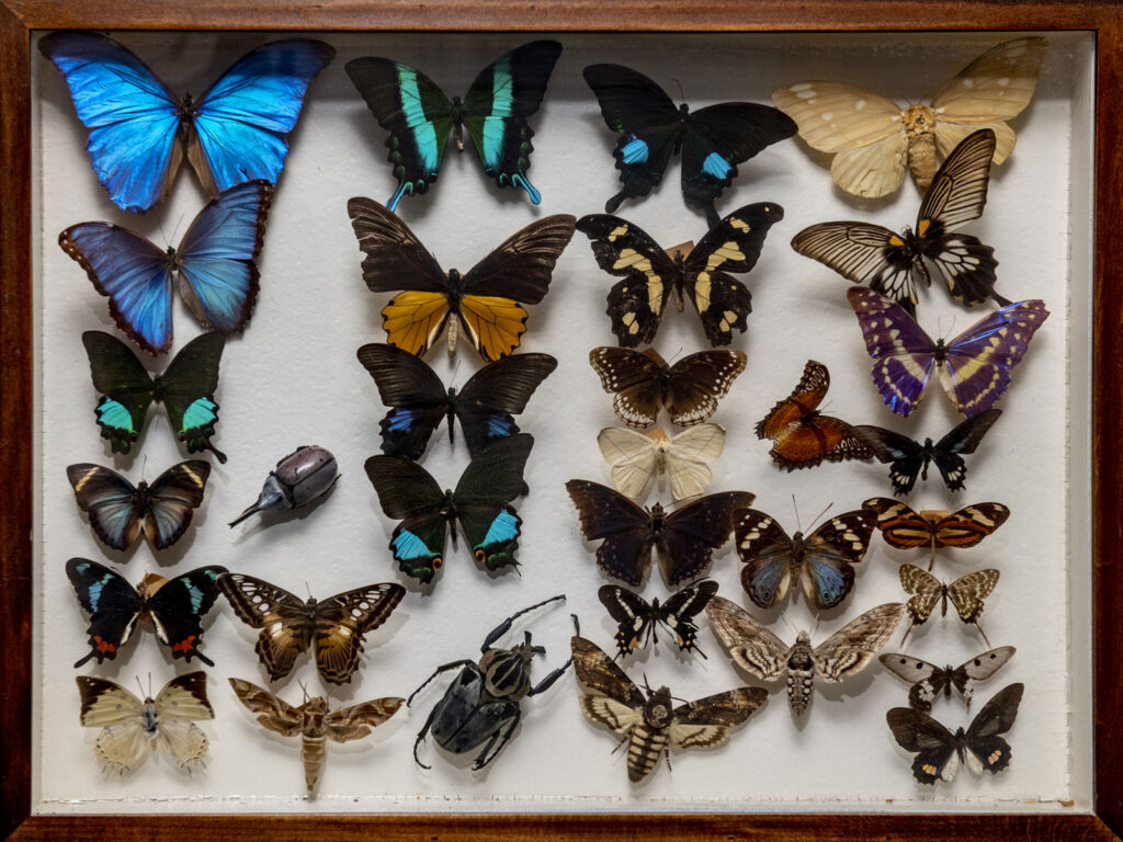 Framed butterfly specimen case